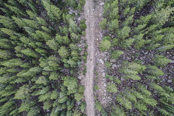 Aerial shot of trees. 