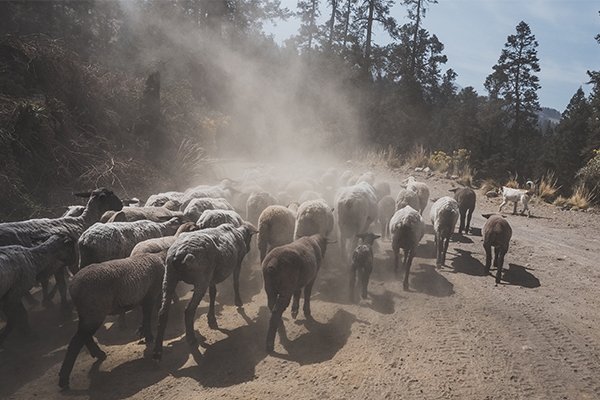 Herd of sheep en route to Orizaba